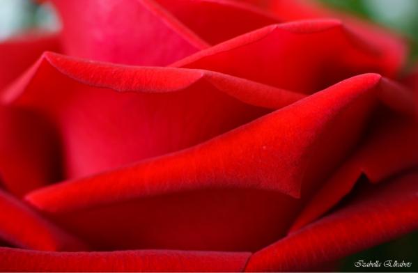 ורד – איזבלה אלקבץ | תמונה לסלון בסגנון קלאסי