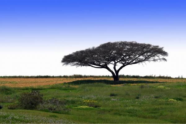 עץ השדה – קובי פרידמן | תמונה לסלון בסגנון כפרי
