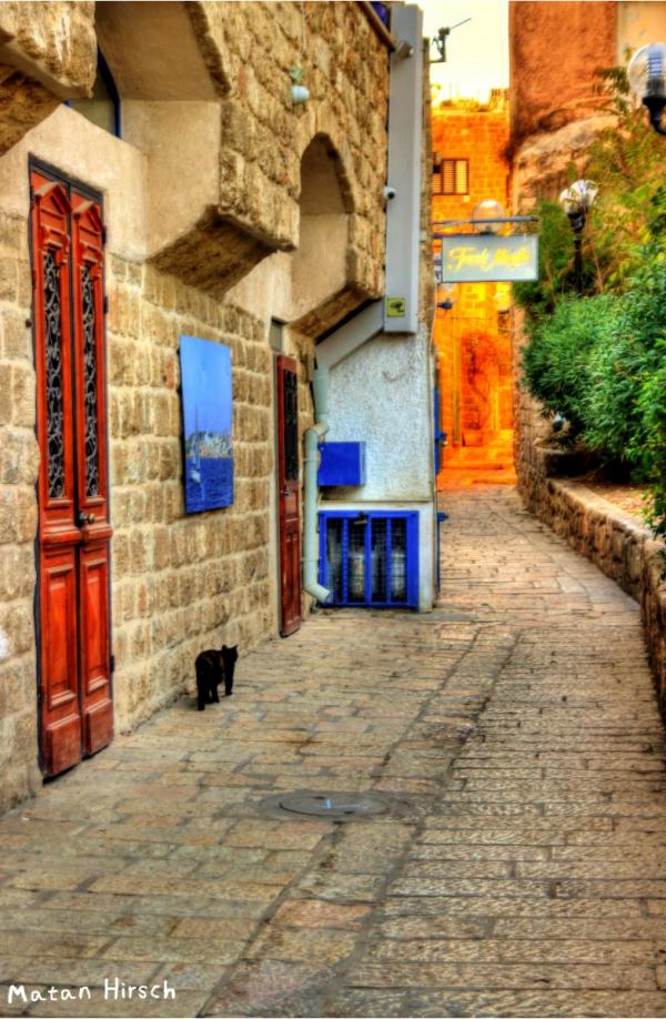 בסמטאות יפו – מתן הירש | תמונה לסלון בסגנון כפרי