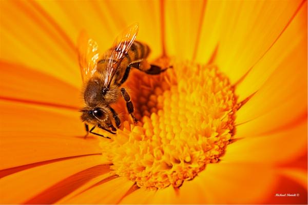 צוף החיים – מיכאל שמידט | תמונה לסלון בסגנון כפרי