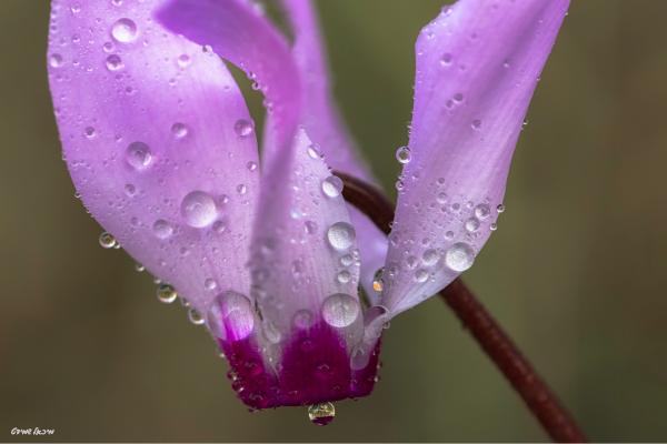 היהלום שבכתר.. – מיכאל שמידט | תמונה לסלון בסגנון מודרני