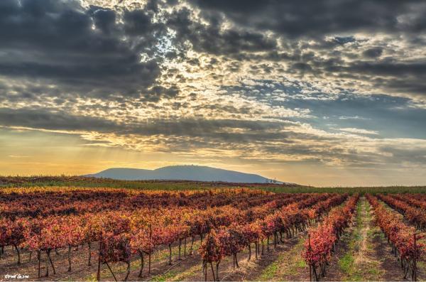 צבעי שלכת בגליל – מיכאל שמידט | תמונה לסלון בסגנון כפרי