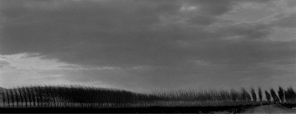 צפצפות – מיכל פרטיג | תמונה לסלון בסגנון מודרני