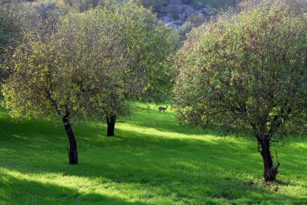 מראה גלילי – מיכל פרטיג | תמונה לסלון בסגנון כפרי