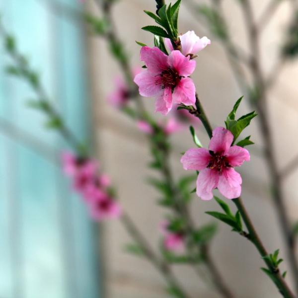 פריחה – מיכל פרטיג | תמונה לסלון בסגנון כפרי