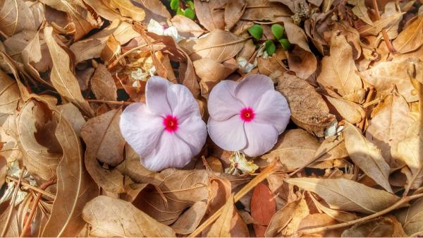 זוג – מיכל פרטיג | תמונה לסלון בסגנון כפרי