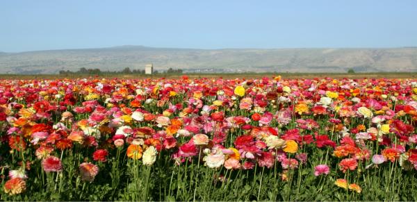 שדה נוריות – מיכל פרטיג | תמונה לסלון בסגנון מודרני