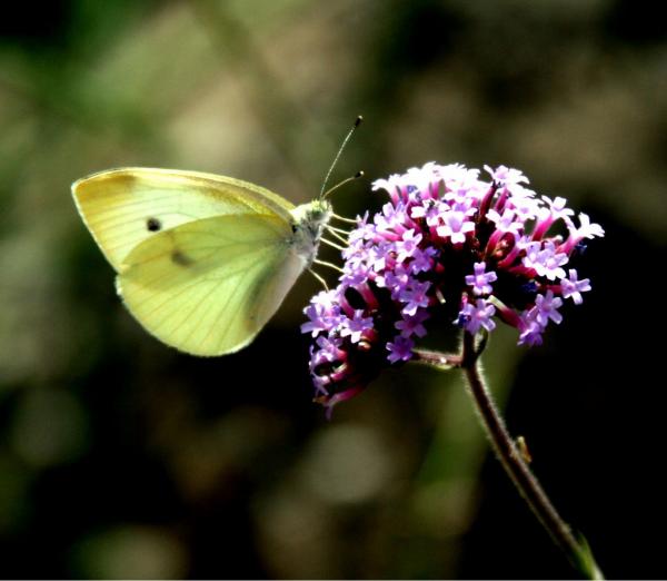 לבנין – מיכל פרטיג | תמונה לסלון בסגנון מודרני