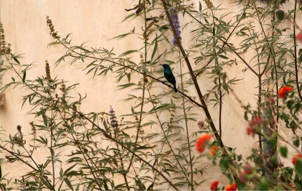 עדינות – מיכל פרטיג | תמונה לסלון בסגנון מודרני