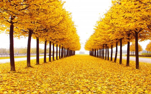 שדרת עצים מוזהבת – Artpicked | תמונה לסלון בסגנון כפרי