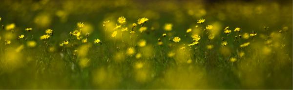 חרציות – ניר אלון | תמונה לסלון בסגנון כפרי