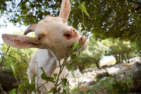 ממממהההה.... – ניר אלון | תמונה לסלון בסגנון כפרי