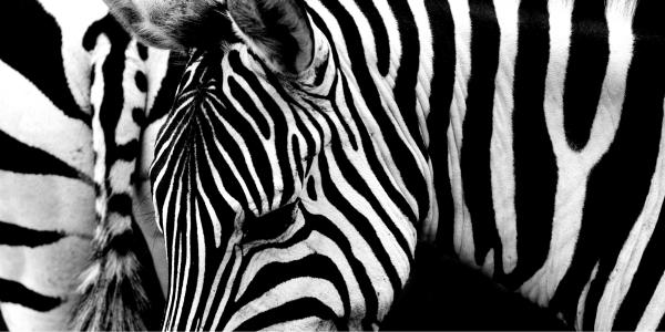 פסים – ניצן הפנר | תמונה לסלון בסגנון מודרני