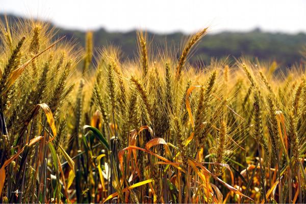 שדה זהוב – אורית גפני | תמונה לסלון בסגנון כפרי