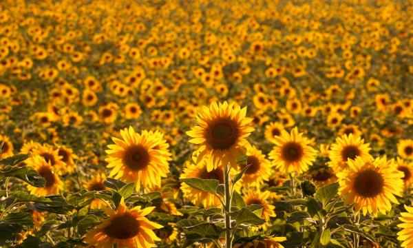 זריחה בשעת שקיעה – אורית גפני | תמונה לסלון בסגנון כפרי
