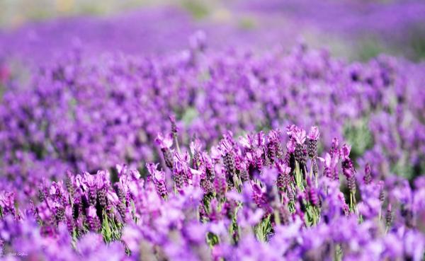 לבנדר חורפי – אורית גפני | תמונה לסלון בסגנון כפרי