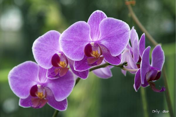 סחלבים 17 – אורלי גור | תמונה לסלון בסגנון מודרני