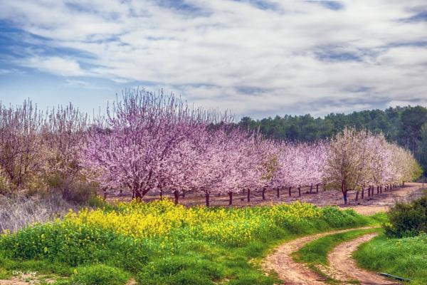שקדיות בלכיש 1 – אורלי גור | תמונה לסלון בסגנון כפרי