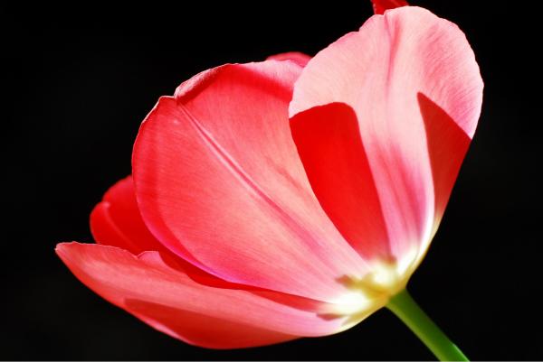 אור אחורי – רן זיסוביץ | תמונה לסלון בסגנון מודרני