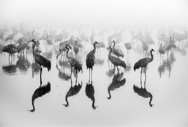 עגורים בערפל – רן זיסוביץ | תמונה לסלון בסגנון מודרני