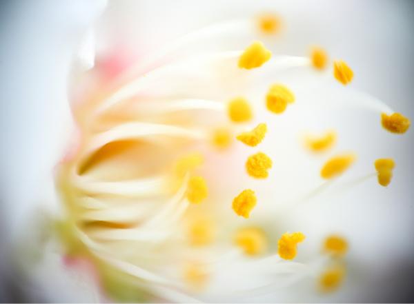 אבקנים בחלל – רן זיסוביץ | תמונה לסלון בסגנון מודרני