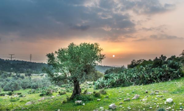 עץ בשקיעה – רן זיסוביץ | תמונה לסלון בסגנון כפרי