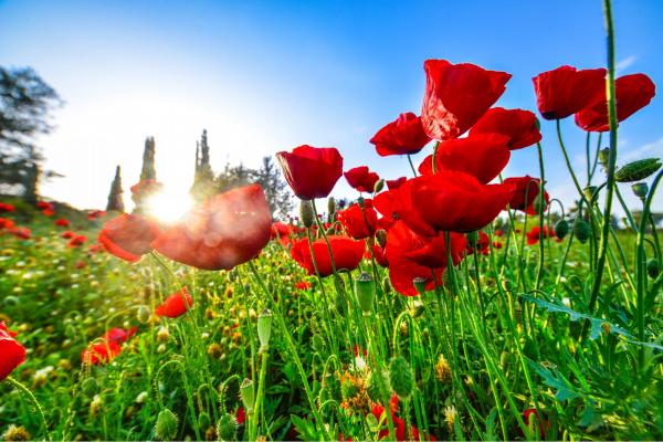 פריחת הפרג – רן זיסוביץ | תמונה לסלון בסגנון מודרני