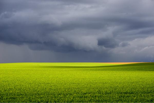 שדה בסערה – רן זיסוביץ | תמונה לסלון בסגנון מודרני