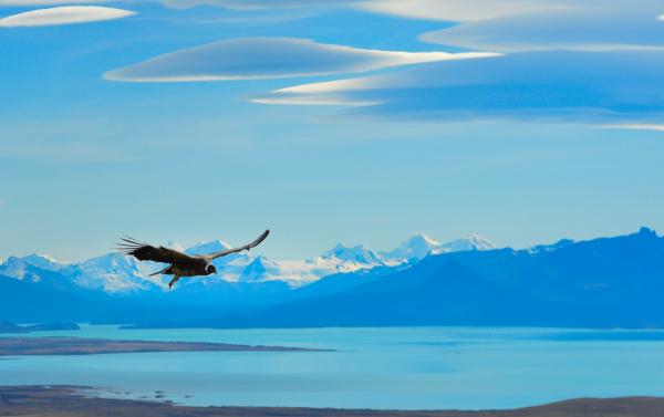 מעוף הקונדור – רן זיסוביץ | תמונה לסלון בסגנון מודרני