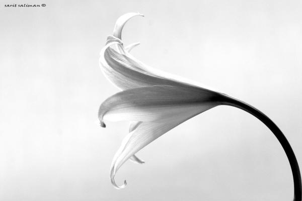 שחור ולבן – שרית סלימן | תמונה לסלון בסגנון מודרני