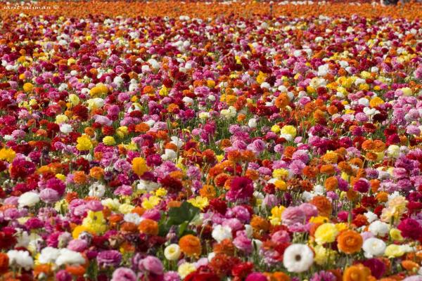 שלל נוריות – שרית סלימן | תמונה לסלון בסגנון מודרני