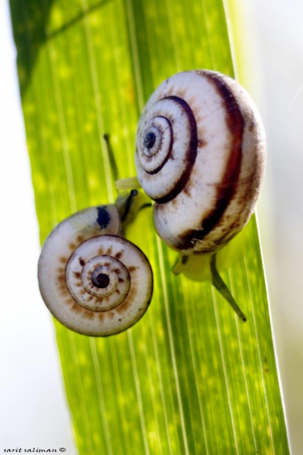 שניים – שרית סלימן | תמונה לסלון בסגנון כפרי
