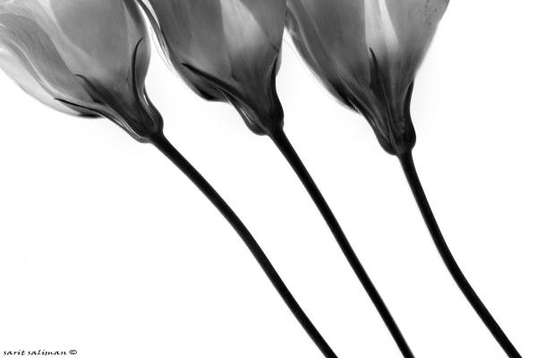 מנורת שולחן – שרית סלימן | תמונה לסלון בסגנון מינימליסטי