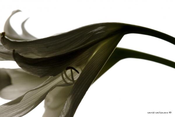 זוג – שרית סלימן | תמונה לסלון בסגנון מודרני