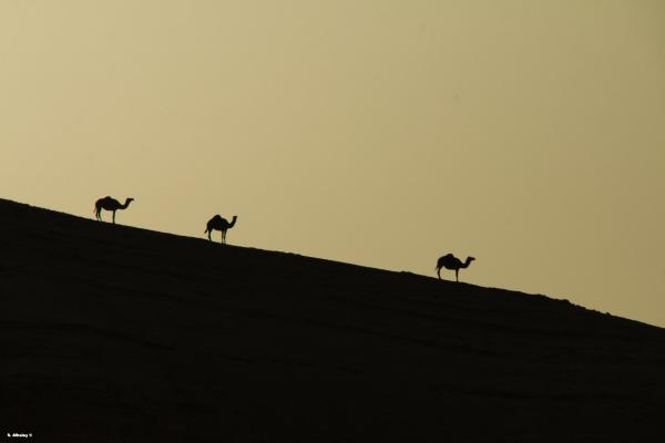 אורחה – שחר אלקלעי | תמונה לסלון בסגנון מודרני