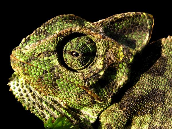 כמו דינוזאור – משה יפה | תמונה לסלון בסגנון ריאליסטי