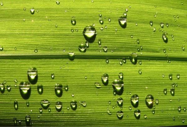 טיפות מגדלת – משה יפה | תמונה לסלון בסגנון מודרני