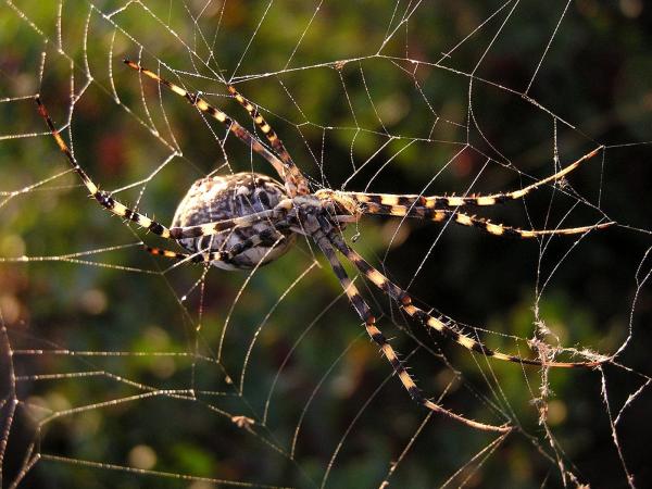 קורים זוהרים – משה יפה | תמונה לסלון בסגנון מודרני