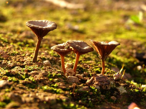 ארבעת המוסקטרים – משה יפה | תמונה לסלון בסגנון כפרי