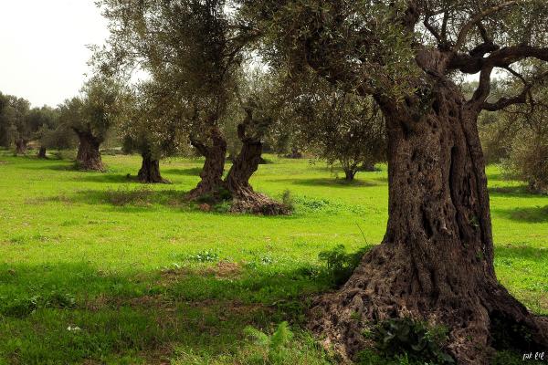עצים עתיקים – שוש אבן | תמונה לסלון בסגנון כפרי