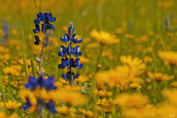 תורמוסים – שוש אבן | תמונה לסלון בסגנון מודרני
