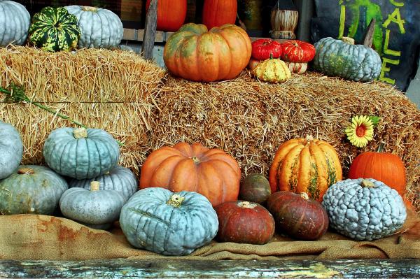 דלעות – שוש אבן | תמונה לסלון בסגנון כפרי