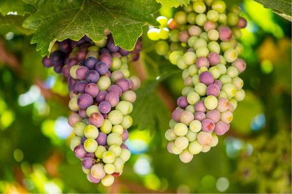 אשכול ענבים – טניה קלימנקו | תמונה לסלון בסגנון מודרני