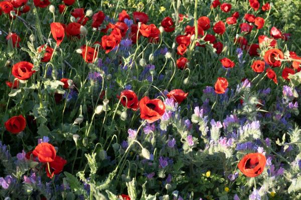 זר פרחים הבאתי לך – אורי לינסקיל | תמונה לסלון בסגנון כפרי