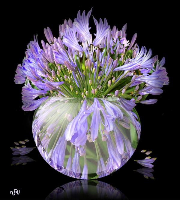 פרחים באגרטל – ויקטוריה רייגירה | תמונה לסלון בסגנון מודרני