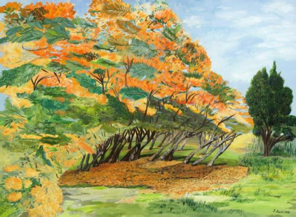 תמונות אוירה