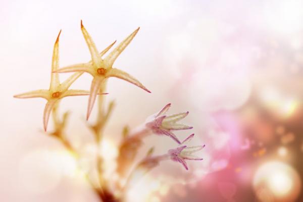 צילומי תקריב (מאקרו)