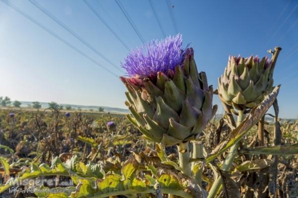 פרחי גן ובית