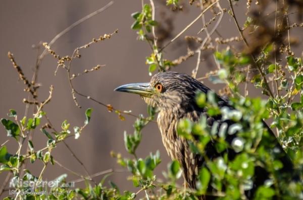 עופות וציפורי מים