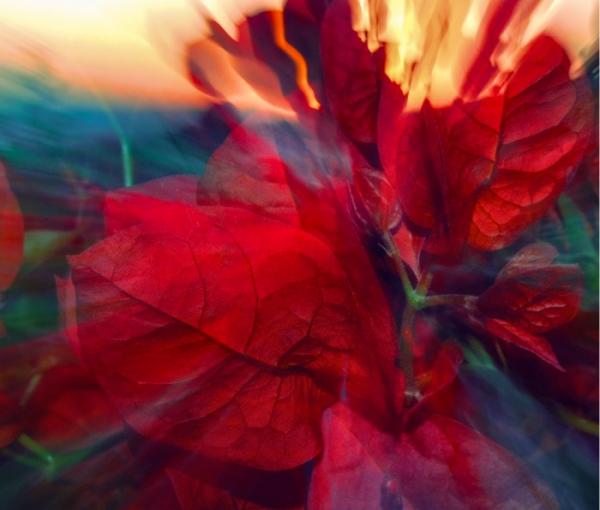 עלים ופרחים